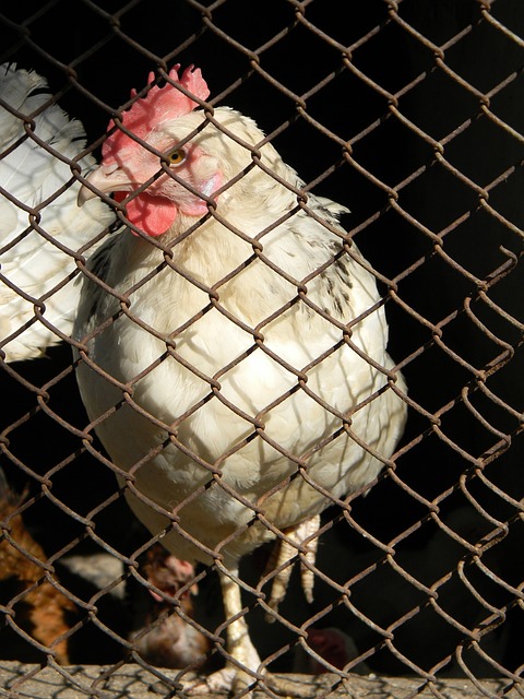 诺法拉的成 诺法拉的成